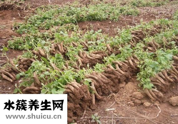 葛根汁怎么样