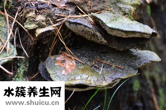 泰芝郎怎么样