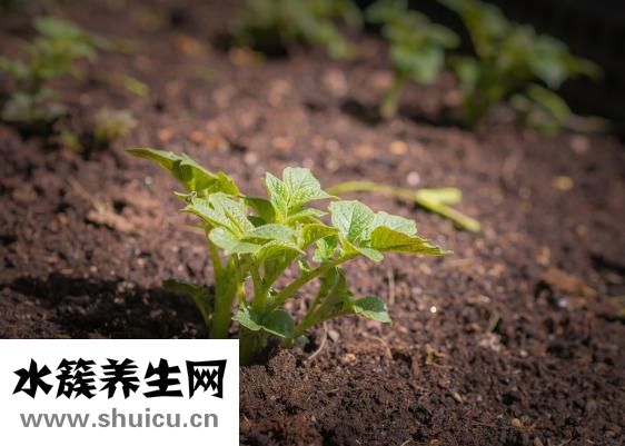 孕妇都不能吃什么