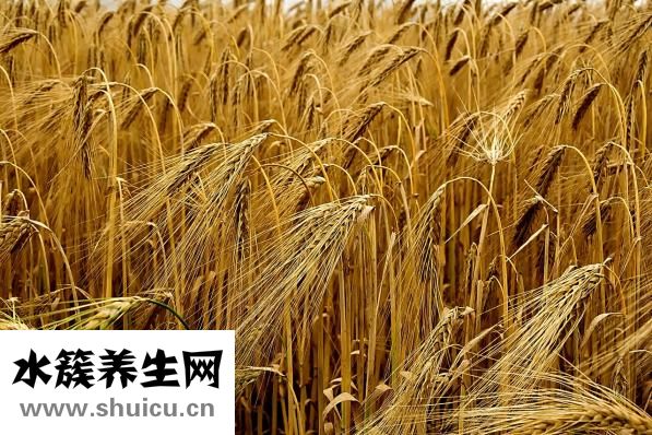 谷雨吃什么