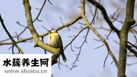怎么样抓鸟