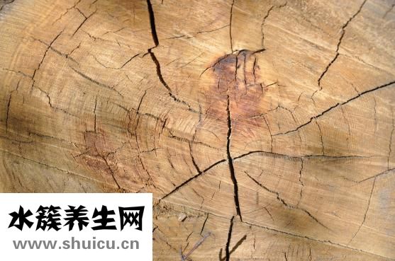 集金号怎么样