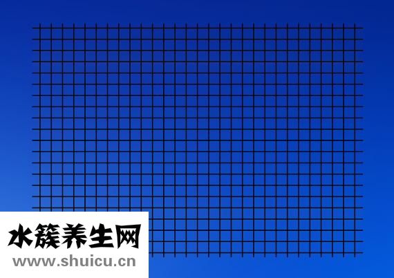 怎么样抓鸟