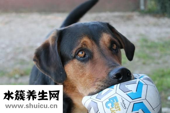 奥特金盾怎么样