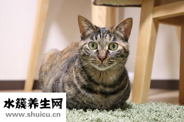 猫扑怎么了