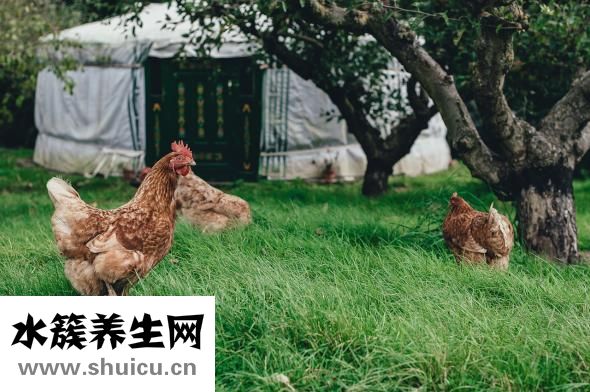 如何预防禽流感