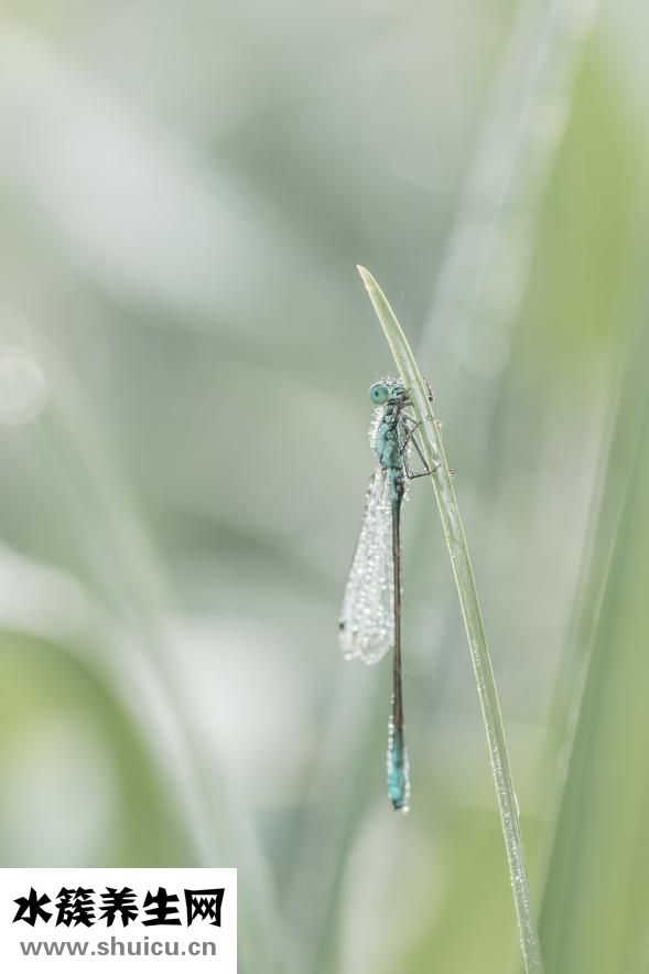 唐灵效果怎么样