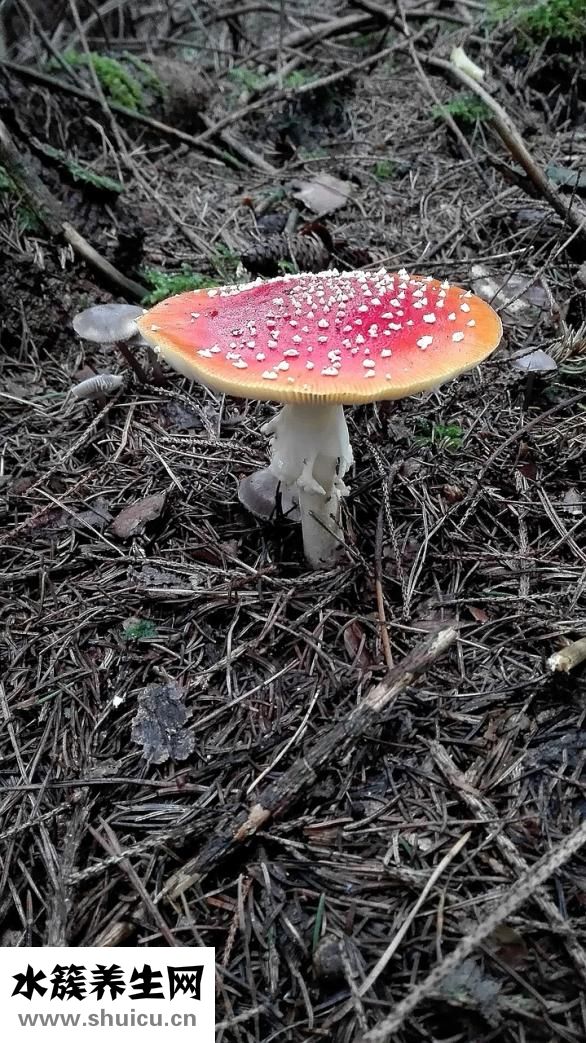 泰芝郎怎么样
