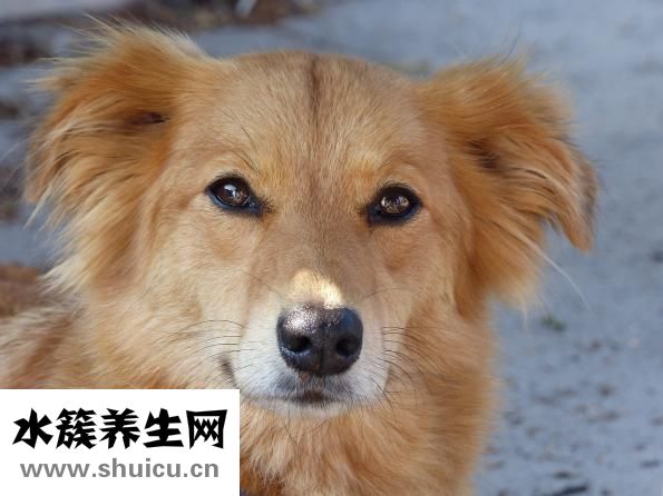 奥特金盾怎么样