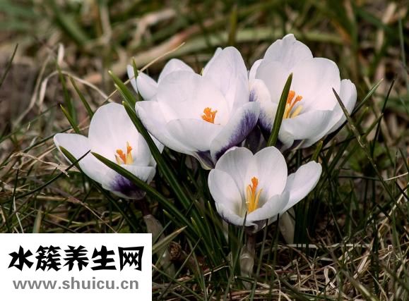 鸡眼是什么样子