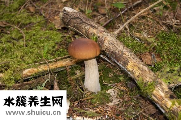 芭乐雅怎么样