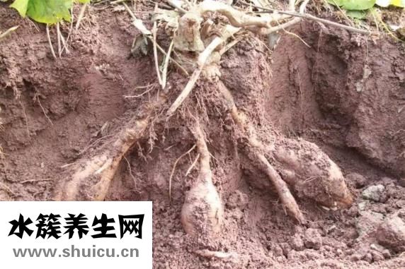 葛根汁怎么样
