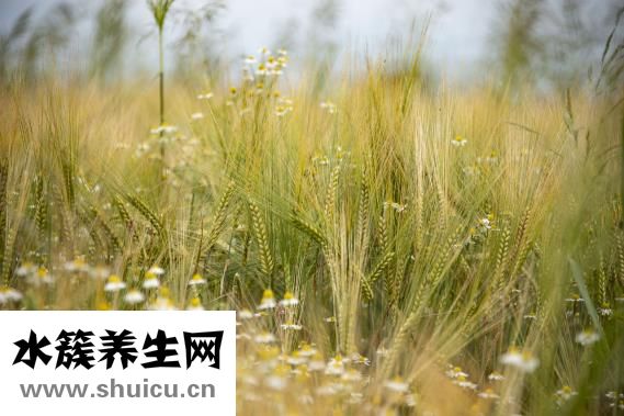 谷雨吃什么