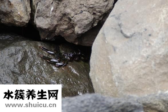 汤普集团怎么样