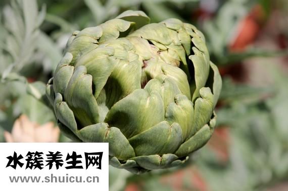 零辐射红石榴怎么样