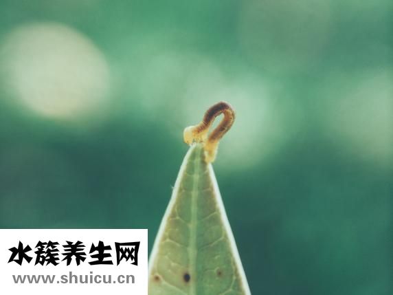 什么是基金分红