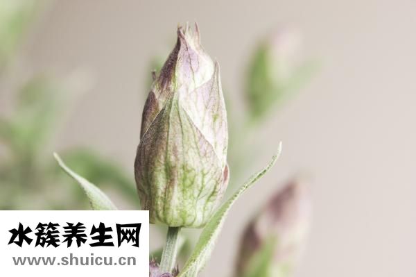 儿腹康巴布贴怎么样