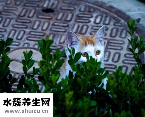 怎么去除眼睛红血丝