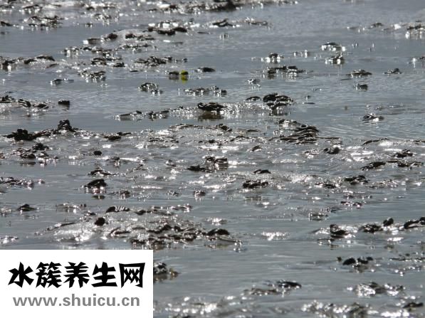 沙虫是什么