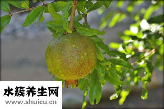 脑血栓吃什么药好