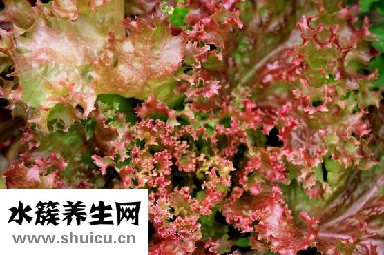 宝诗雅莲怎么样