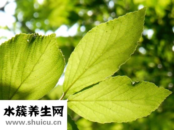 薇姿怎么样