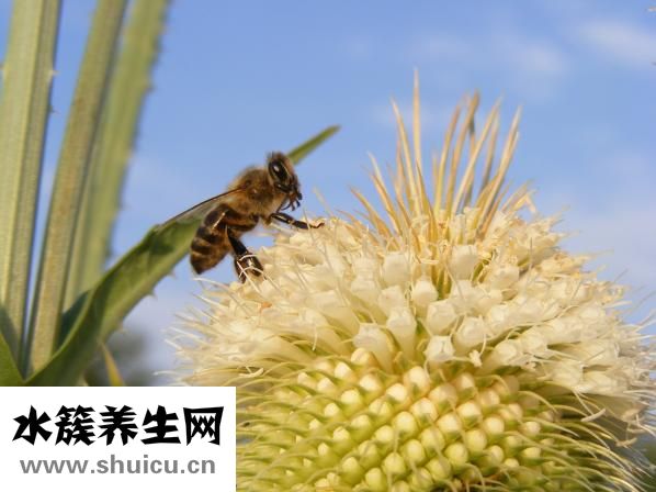 纯菊散效果怎么样