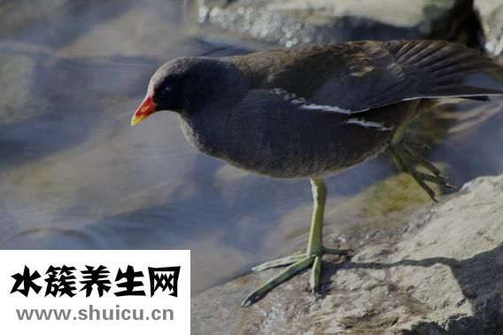 鸡翅木手串怎么样