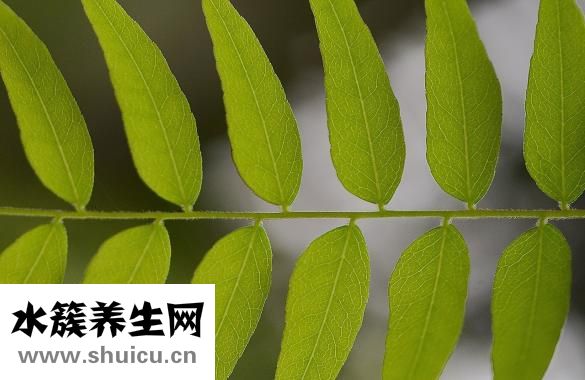 羊剪绒皮草怎么样