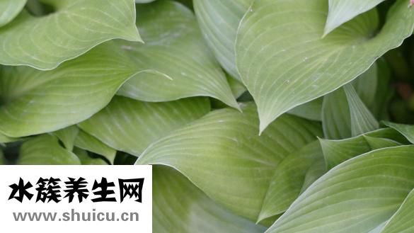 薇姿怎么样