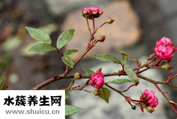巴豆是什么