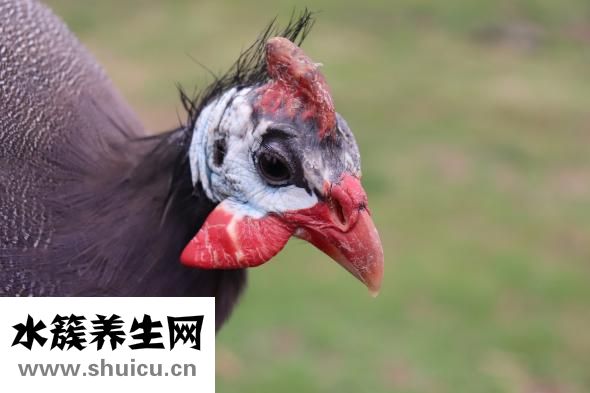鸡翅木手串怎么样