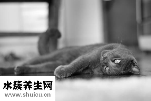 单眼皮如何化妆