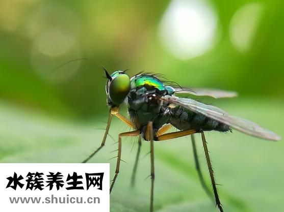 被袋鼠追什么怎么样