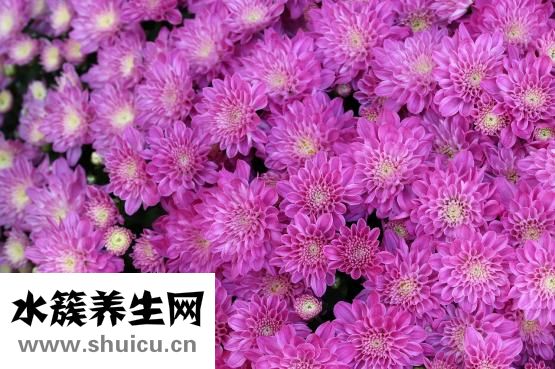 秋菊对什么