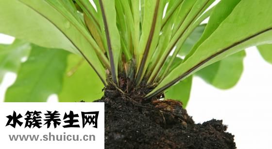 哪些是碱性食品
