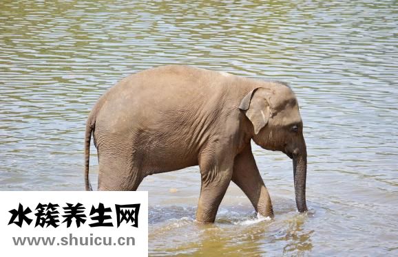 大象腿怎么办