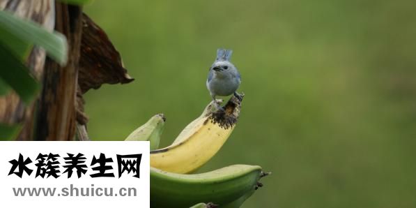 怎么样的香蕉