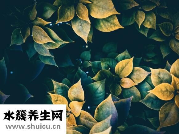 羊剪绒皮草怎么样