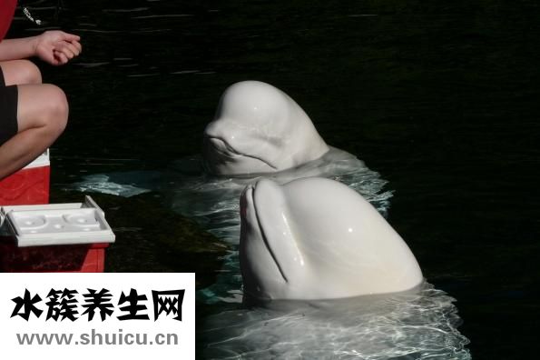 怎么样给新生儿喂奶