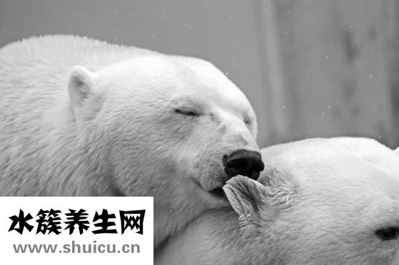 北极熊为什么不怕冷