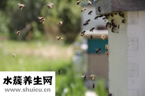 纯菊散效果怎么样