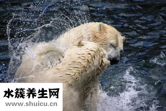 宝宝食用北极熊好处多营养丰富有益健康