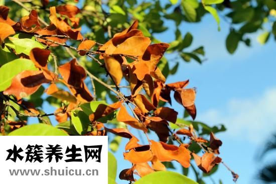 鞘膜积液怎么办