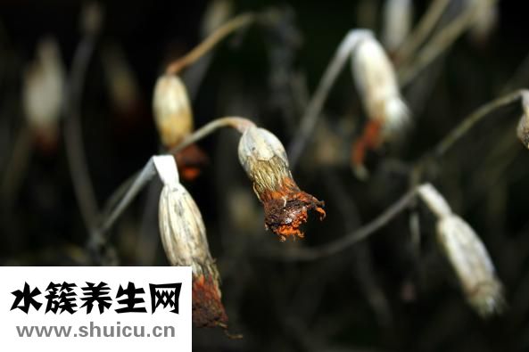 手脚脱皮是怎么回事