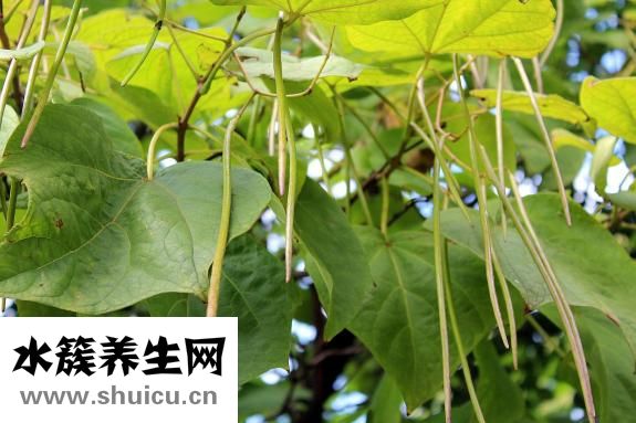 粽叶是什么叶子