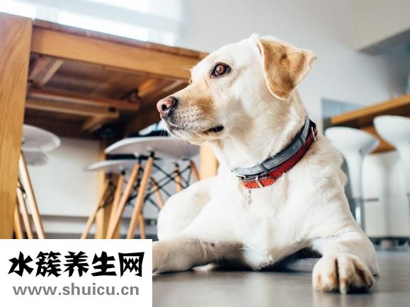 狗狗吃生肉怎么样