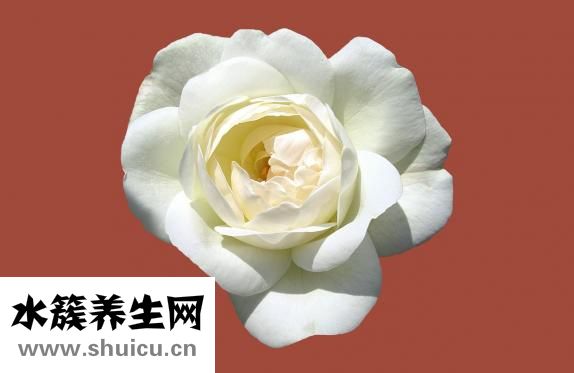 什么是酒托