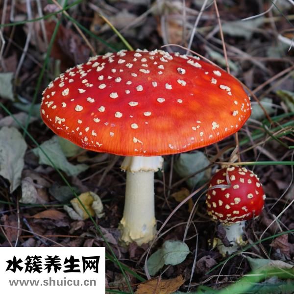 毒蘑菇吃了会怎么样