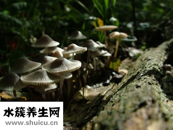 毒蘑菇吃了会怎么样